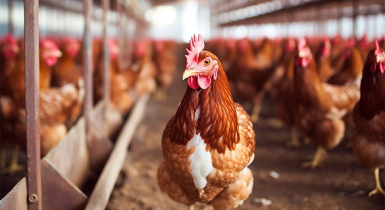 A Primer on Bird Flu: What to Know and Do