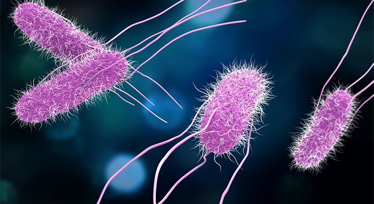 Salmonella is sneaky: Be careful