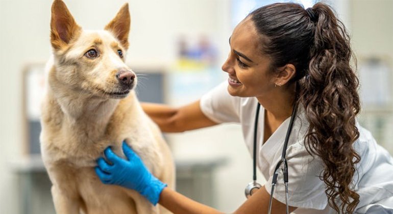 Dexamethasone for dogs