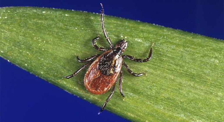 Tick ​​season is getting longer: Protect yourself from Lyme disease