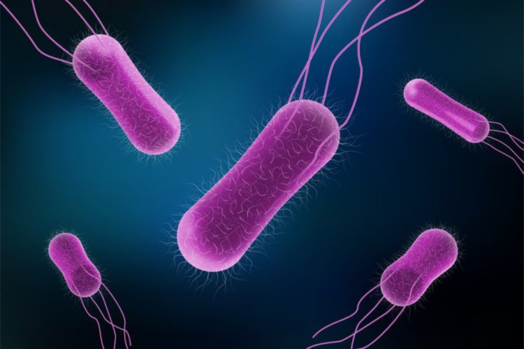 Salmonella is sneaky: Be careful