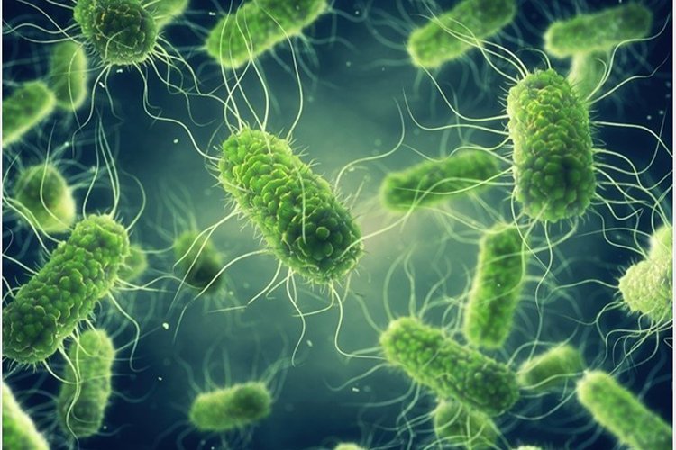 Salmonella is sneaky: Be careful