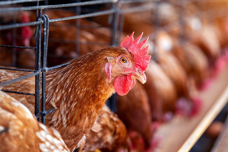 A Primer on Bird Flu: What to Know and Do