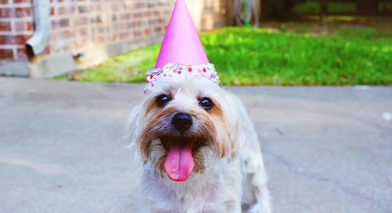 10 Ways to Celebrate Your Dog's Birthday