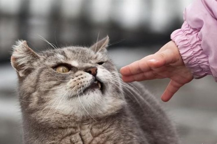7 Things People Do That Cats Hate