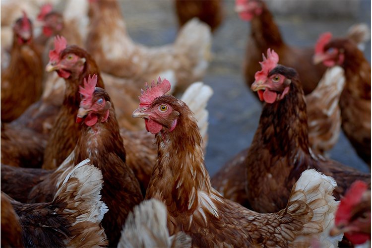 A Primer on Bird Flu: What to Know and Do