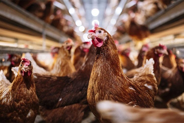 A Primer on Bird Flu: What to Know and Do