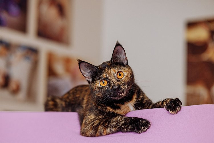 8 Fascinating Facts About Tortoiseshell Cats
