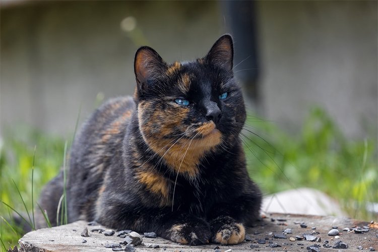 8 Fascinating Facts About Tortoiseshell Cats