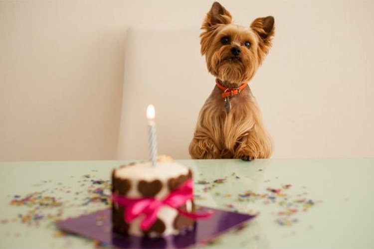 10 Ways to Celebrate Your Dog's Birthday