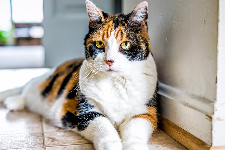 Are Calico cats always female?