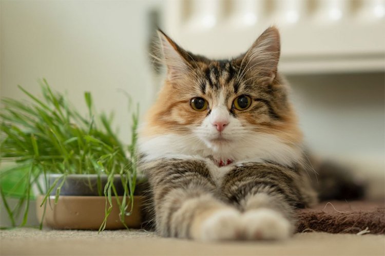 Are Calico cats always female?