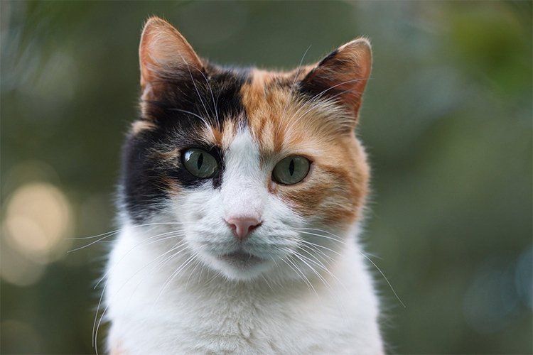 Are Calico cats always female?