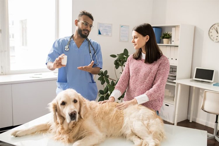 Dexamethasone for dogs