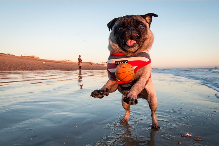 Discover the different types of pet-friendly beaches