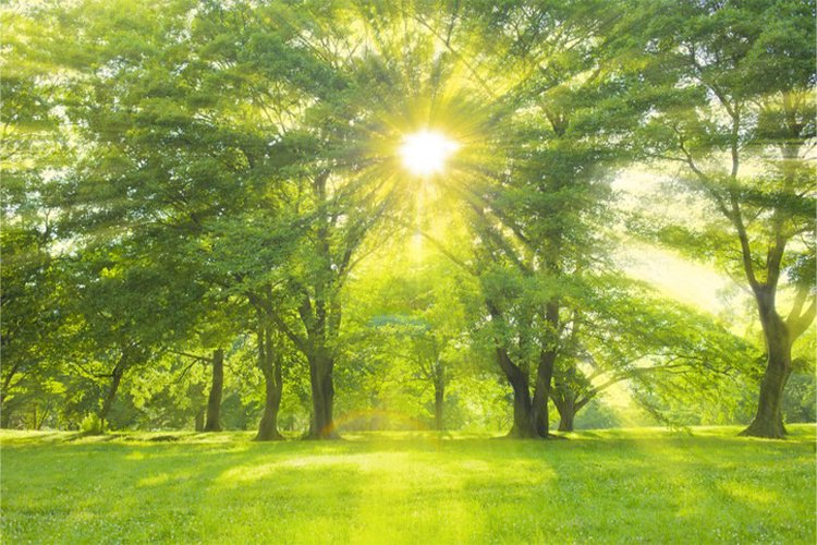 How do trees and green spaces improve our health?