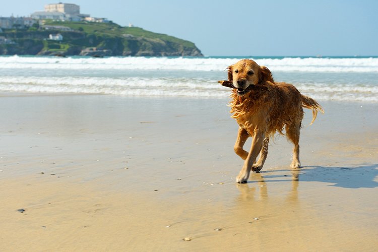 Discover the different types of pet-friendly beaches