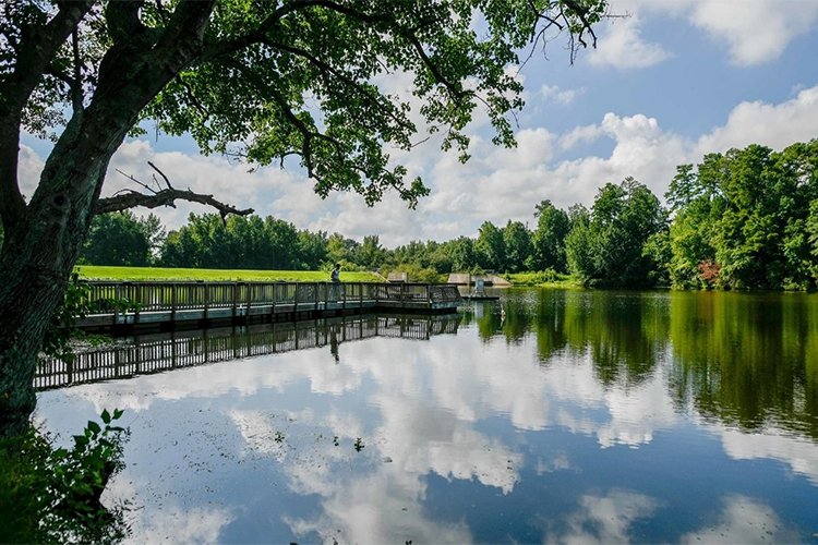 How do trees and green spaces improve our health?