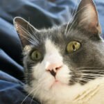 7 Things People Do That Cats Hate