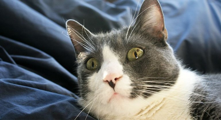 7 Things People Do That Cats Hate