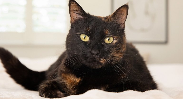 8 Fascinating Facts About Tortoiseshell Cats