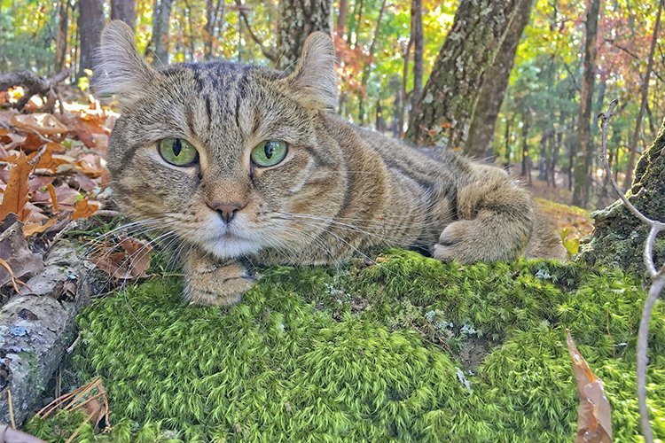 Highlander: profile, characteristics and care of the cat breed