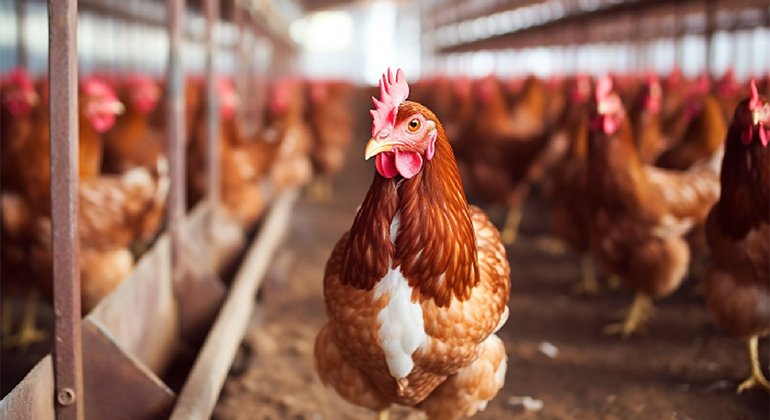 A Primer on Bird Flu: What to Know and Do