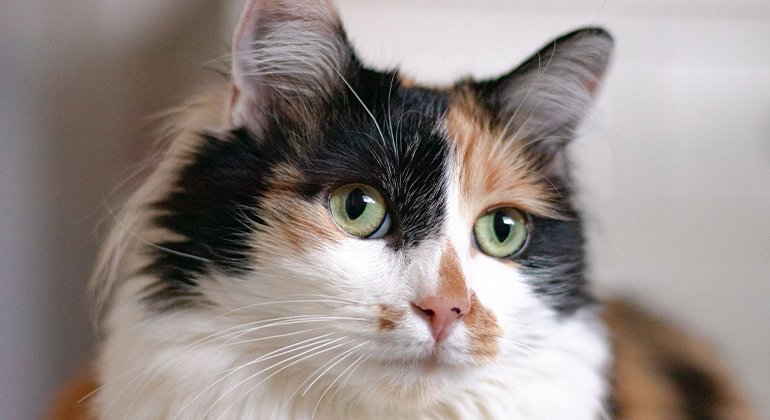Are Calico cats always female?