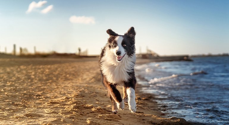 Discover the different types of pet-friendly beaches