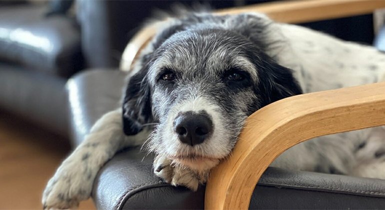 Elderly dementia in dogs