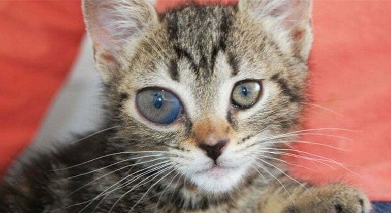 Glaucoma in cats