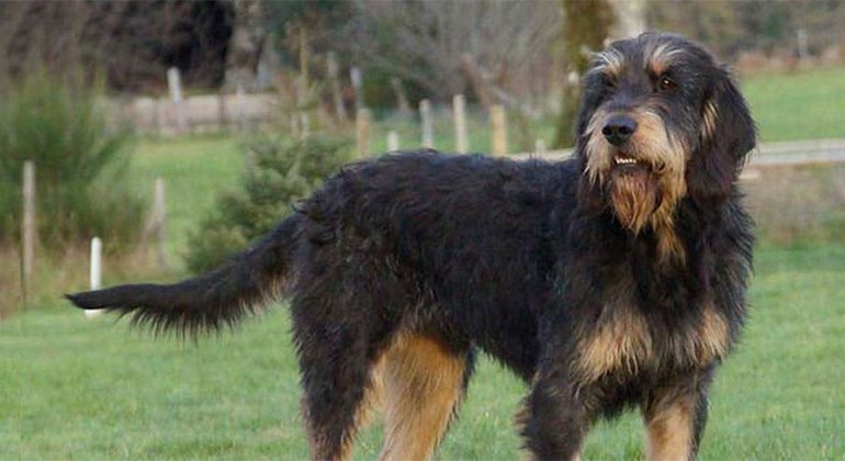 Griffon Nivernais: characteristics and care of the dog breed