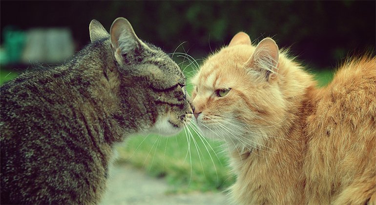 Introducing a kitten to an older cat