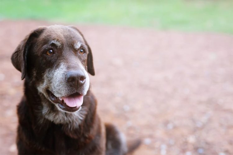 Elderly dementia in dogs