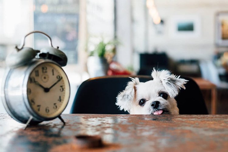 Here's how to know when it's time to put your dog to sleep