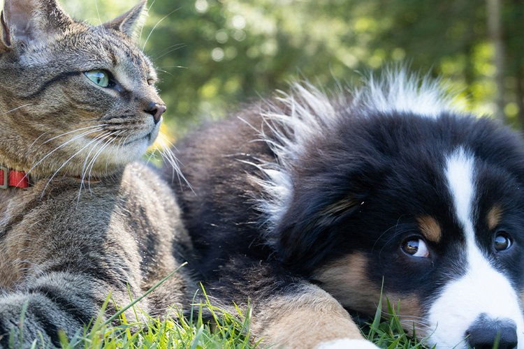 Diatomaceous earth for flea control