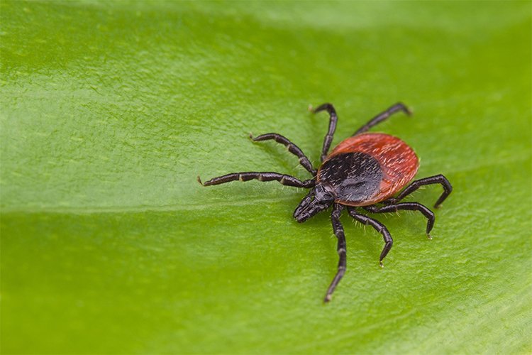 Tick season is getting longer: Protect yourself from Lyme disease